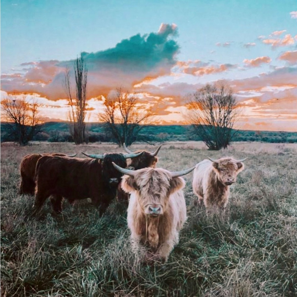 Highland Cow Art Print 8x10.5